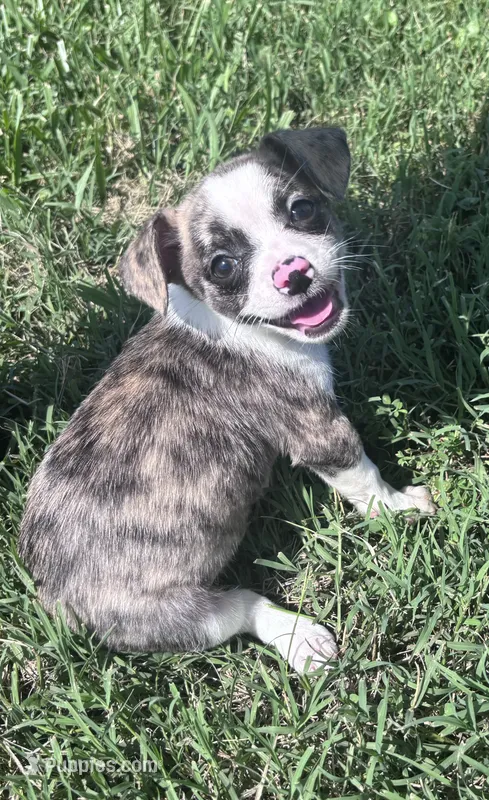milo (chug puppy) – Chihuahua, Pug puppy for sale in Winston-Salem, NC