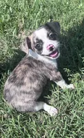 milo (chug puppy), a male Chihuahua and Pug for sale in Winston-Salem, NC – 4 of 8