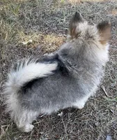 Teddy, a male Pomeranian for sale in Greensboro, NC – 4 of 6