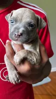 papi, a male American Pit Bull Terrier for sale in Winston-Salem, NC – 7 of 7