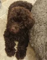 lele (schnoodle), a female Miniature Schnauzer and Poodle - Toy  for sale in Winston-Salem, NC – 3 of 3