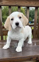 mimi, a  Basset Hound and Dachshund for sale in Greensboro, NC – 4 of 9