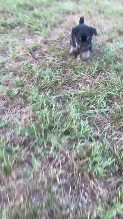 mia (yorkie x mini schnauzer) -snorkie, a female Miniature Schnauzer and Yorkshire Terrier for sale in Winston-Salem, NC – 2 of 9