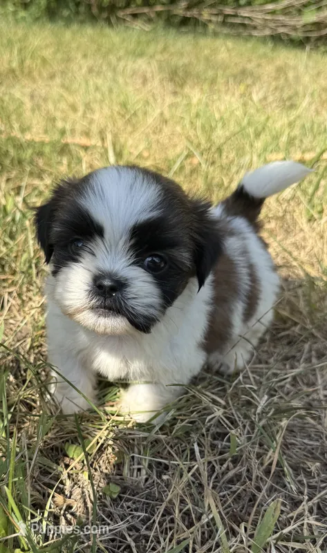 Leo  – Shih Tzu puppy for sale in Winston-Salem, NC