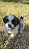 Leo , a male Shih Tzu for sale in Winston-Salem, NC – 1 of 10