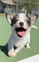 mya (chorkie) , a female Chihuahua and Yorkshire Terrier for sale in Winston-Salem, NC – 4 of 6