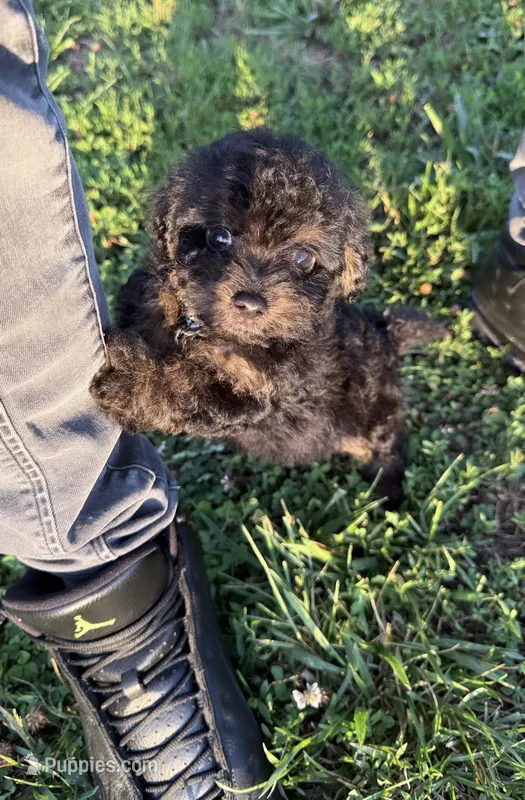 Charlie ( yorkiepoo ) – Yorkshire Terrier, Poodle - Toy  puppy for sale in Winston-Salem, NC