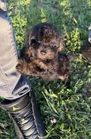 Charlie ( yorkiepoo ), a male Yorkshire Terrier and Poodle - Toy  for sale in Winston-Salem, NC – 1 of 10