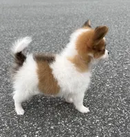 Mochi (long haired chihuahua), a male Chihuahua for sale in Winston-Salem, NC – 7 of 8