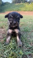 mia (yorkie x mini schnauzer) -snorkie, a female Miniature Schnauzer and Yorkshire Terrier for sale in Winston-Salem, NC – 7 of 9