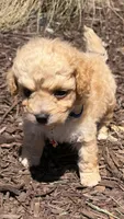 Luke, a male Poodle - Toy  for sale in Greensboro, NC – 8 of 10