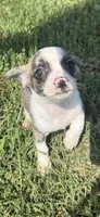 milo (chug puppy), a male Chihuahua and Pug for sale in Winston-Salem, NC – 7 of 8