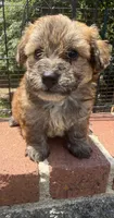 papa bear , a male Shorkie for sale in Winston-Salem, NC – 5 of 7