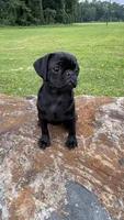 Nala, a female Pug for sale in Winston-Salem, NC – 6 of 9