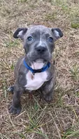 Chulo (blue brindle pitbull puppy), a male American Pit Bull Terrier for sale in Greensboro, NC – 1 of 6