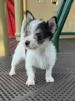mya (chorkie) , a female Chihuahua and Yorkshire Terrier for sale in Winston-Salem, NC – 3 of 6