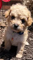 Luke, a male Poodle - Toy  for sale in Greensboro, NC – 6 of 10