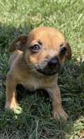 pablo (chiweenie), a male Chihuahua and Miniature Dachshund for sale in Winston-Salem, NC – 6 of 6