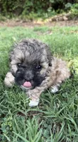 LILY, a female Shih Tzu and Poodle - Toy  for sale in Winston-Salem, NC – 7 of 8