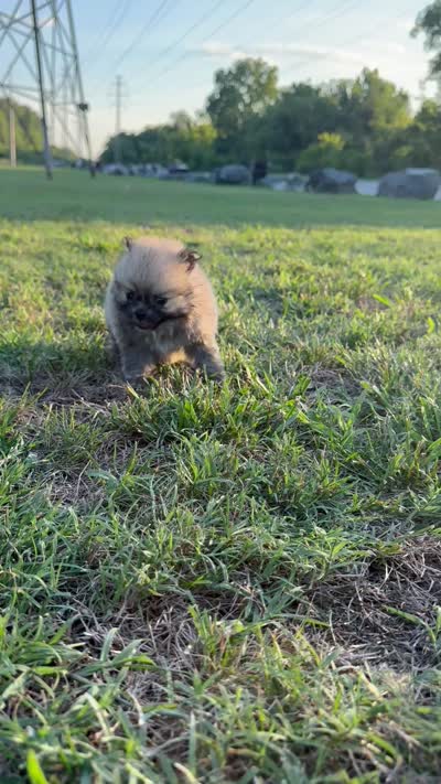 Lucy, a female Pomeranian for sale in Winston-Salem, NC – 9 of 9