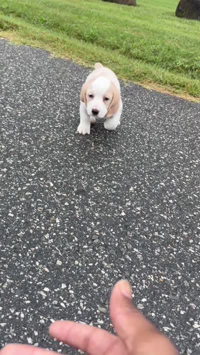 mimi, a female Pembroke Welsh Corgi and Basset Hound for sale in Greensboro, NC – 9 of 9