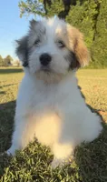 holly (sheepadoodle) (doodle puppy), a female Old English Sheepdog and Poodle - Standard  for sale in Winston-Salem, NC – 5 of 8