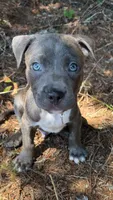 marlo (blue brindle pitbull puppy), a male American Pit Bull Terrier for sale in Greensboro, NC – 8 of 9