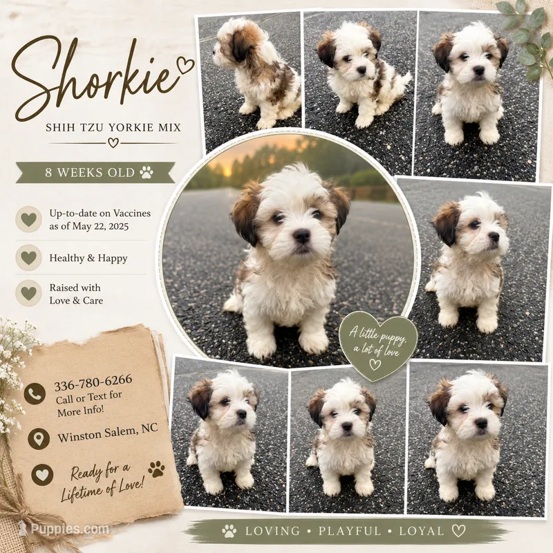 archie (shorkie) – Shih Tzu, Yorkshire Terrier puppy for sale in Winston-Salem, NC