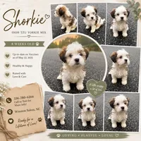 archie (shorkie), a male Shih Tzu and Yorkshire Terrier for sale in Winston-Salem, NC – 1 of 1