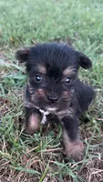 chu-chu, a male Yorkshire Terrier for sale in Winston-Salem, NC – 2 of 6