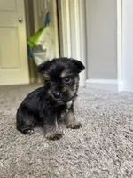chu-chu (snorkie) , a male Miniature Schnauzer and Yorkshire Terrier for sale in Winston-Salem, NC – 9 of 9
