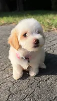 Lulu, a female Maltipoo for sale in Winston-Salem, NC – 7 of 10