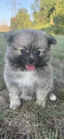 Nala, a female Pomeranian for sale in Winston-Salem, NC – 3 of 9