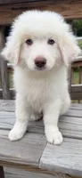 marky , a male Australian Shepherd and Great Pyrenees for sale in Bronx, NY – 3 of 9