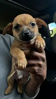 pablo (chiweenie), a male Chihuahua and Miniature Dachshund for sale in Winston-Salem, NC – 2 of 6