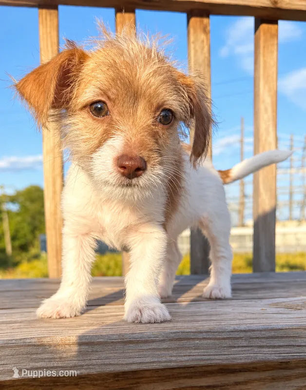 LaLa – Jack Russell Terrier, Yorkshire Terrier puppy for sale in Winston-Salem, NC