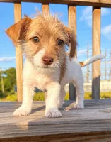 LaLa, a female Jack Russell Terrier and Yorkshire Terrier for sale in Winston-Salem, NC – 1 of 6