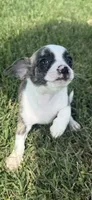 milo (chug puppy), a male Chihuahua and Pug for sale in Winston-Salem, NC – 5 of 8
