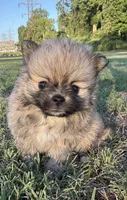 Lucy, a female Pomeranian for sale in Winston-Salem, NC – 2 of 9