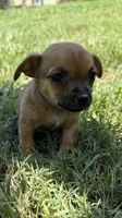 pablo (chiweenie), a male Chihuahua and Miniature Dachshund for sale in Winston-Salem, NC – 4 of 6