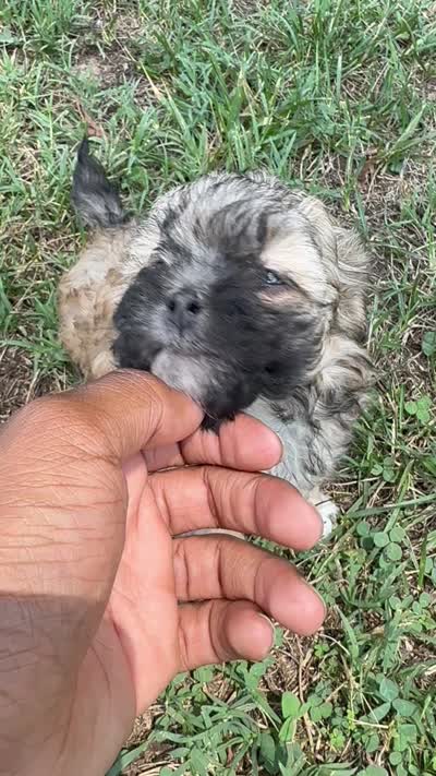 LILY, a female Shih Tzu and Poodle - Toy  for sale in Winston-Salem, NC – 8 of 8