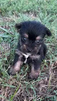 chu-chu, a male Yorkshire Terrier for sale in Winston-Salem, NC – 5 of 6