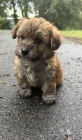 marley (shih tzu x yorkie ), a male Shorkie for sale in Winston-Salem, NC – 3 of 9