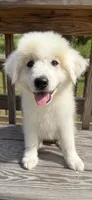 joey, a male Australian Shepherd and Great Pyrenees for sale in Winston-Salem, NC – 2 of 5