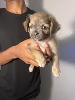 mia, a female Chihuahua and Pug for sale in Winston-Salem, NC – 4 of 4
