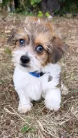 loopy  (yorkiepoo), a male Yorkshire Terrier and Poodle - Toy  for sale in Winston-Salem, NC – 5 of 6