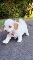 Lulu, a female Maltipoo for sale in Winston-Salem, NC – 10 of 10