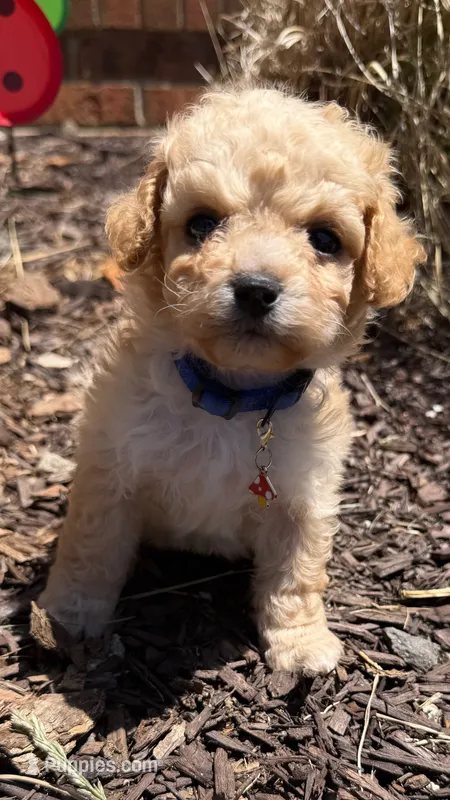 Luke – Poodle - Toy  puppy for sale in Greensboro, NC