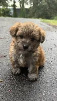 marley (shih tzu x yorkie ), a male Shorkie for sale in Winston-Salem, NC – 1 of 9