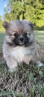 foxy, a female Pomeranian for sale in Winston-Salem, NC – 7 of 9